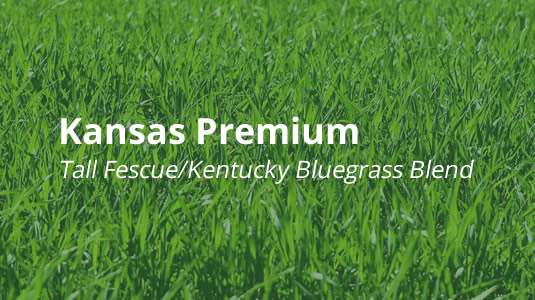 Kansas Premium Tall Fescue Kentucky Bluegrass