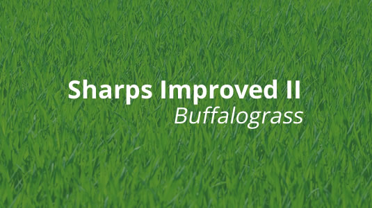 Sharps Improved II Buffalograss